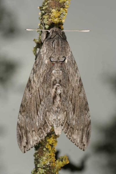Agrius convolvuli imago femelle France Le Roc Laplume © Jean Haxaire