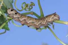 Deilephila elpenor chenille L5, France, Laplume, LeRoc © Jean Haxaire