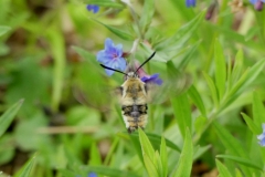 Hemaris tityus mâle, France, Forêt de Thou 250m (18260) 04 V 2017 ©Florent Besson