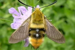 Hemaris tityus 1 Espagne © Tony Pittaway