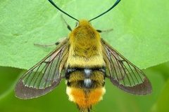 Hemaris tityus Espagne © Tony Pittaway