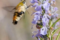 Hemaris tityus mâle, France,  Digne-les-Bains (04) 20 III 2019 © Agnès de Pinho