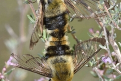 Hemaris tityus couple, France, Vallon du Pont d'Arc (07) 22 IV 2017 (16h09) © Didier Rossat