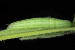 Hemaris tityus, chenille L5  sur Knautia arvensis, France, Antibes (06) © Jean Haxaire