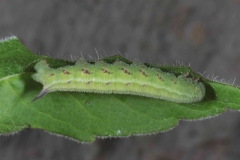 Hemaris tityus, chenille L5  sur Knautia arvensis, France, Antibes (06) © Jean Haxaire