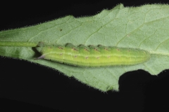 Hemaris tityus, chenille L5  sur Knautia arvensis, France, Antibes (06) © Jean Haxaire