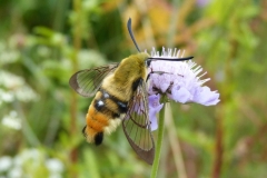 Hemaris tityus mâle, France, Haut de Belfort (90) 459m, sentier vers la Tour de Miotte, 31 VII 2016 © Françoise Breton