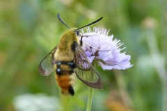 Hemaris tityus mâle, France, Haut de Belfort (90) 459m, sentier vers la Tour de Miotte, 31 VII 2016 © Françoise Breton