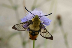 Hemaris tityus mâle, France, Haut de Belfort (90) 459m, sentier vers la Tour de Miotte, 31 VII 2016 © Françoise Breton