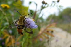 Hemaris tityus mâle, France, Haut de Belfort (90) 459m, sentier vers la Tour de Miotte, 31 VII 2016 © Françoise Breton