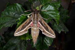 Hippotion celerio imago Nouvelle Calédonie © Jean Haxaire