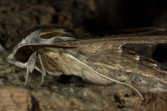 Hippotion celerio imago, Egypte © Jean Haxaire