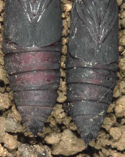 Laothoe populi chrysalides (détail), gauche male, droite femelle, Laplume (47310) France ©Jean Haxaire
