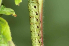 Proserpinus proserpina chenille L5 forme verte France-LeRoc-Laplume (47) © Jean Haxaire