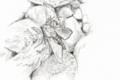 Deilephila elpenor vu par Pierre Baumgart