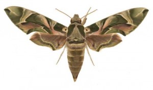 Daphnis nerii female