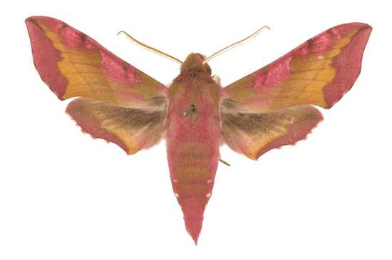 Papillon lépidoptère leidoptera sphingidae sphinx macroglossinae