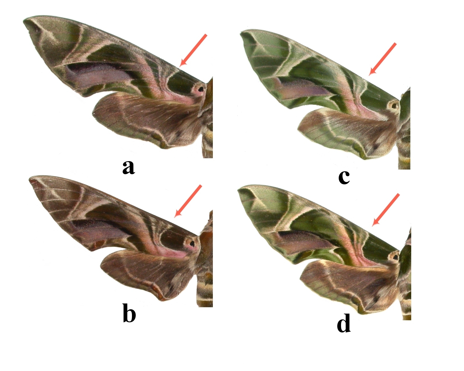 Fig_2_définitive