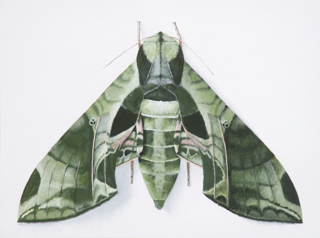 Eumorpha pandorus (Hübner, [1821]) © Deborah Davis